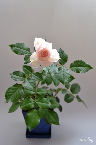 バラ パシュミナ 切り花 花持ち 実験 画像 - roselog｜バラの剪定開花の記録