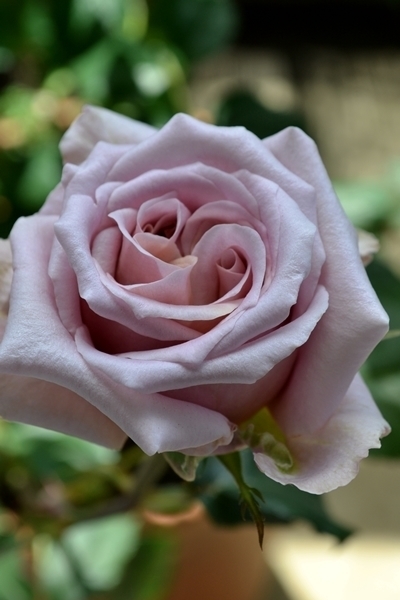 バラの育て方 1年 年間スケジュール 鉢植え 手入れ 年間管理 鉢植え バラ 育て方 バラログ Roselog Roselog バラの剪定 開花 手入れのアーカイブ