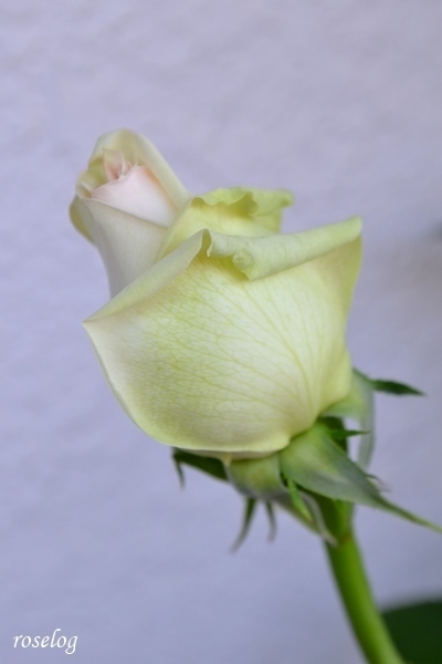 バラ クロッシェ 17 5 蕾の香り 画像 河本バラ園 クロッシェ 薔薇 剪定 開花の記録 Roselog Roselog バラの剪定 開花 手入れのアーカイブ