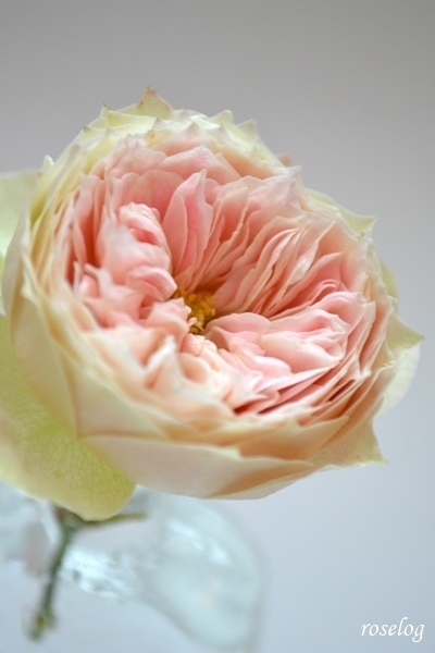 冬薔薇 寒薔薇 パシュミナ ラフランス 17 12 10 バラの画像 Roselog Roselog バラの剪定 開花 手入れのアーカイブ
