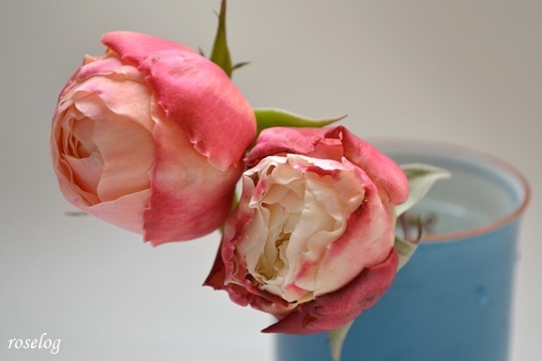 年 新年のバラ 1 3 冬のバラ 開花 画像 わばら 環 美空 挿し木angel Roselog Roselog バラの剪定 開花 手入れのアーカイブ