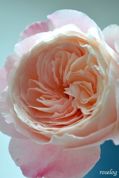 バラ 環美空 開花 まとめ ローズファームケイジ 苗 Roselog バラの剪定開花の記録