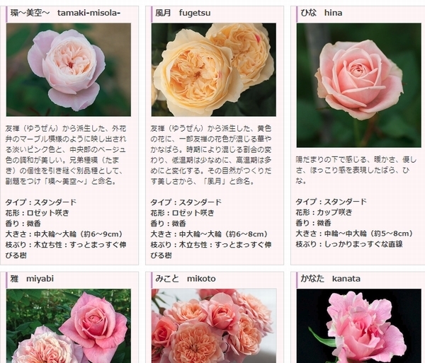 バラ 環美空 苗の到着 画像 鉢植え Roselog バラの剪定開花の記録