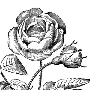 新着アンティーク 薔薇 イラスト 白黒 かわいいディズニー画像