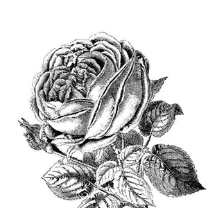 無料テンプレート Roselog バラの剪定 開花 手入れのアーカイブ